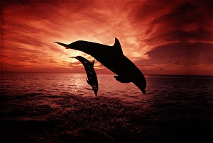 Tursiops Truncatus Species Drucke: A pair of Atlantic bottlenose dolphins