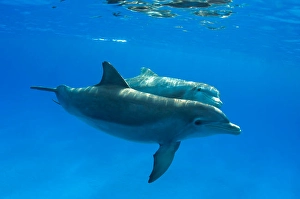 Bottlenose Dolphin Photos Drucke: A pair of Atlantic bottlenose dolphins