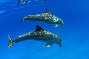Tursiops Truncatus Species Drucke: A pair of Atlantic bottlenose dolphins