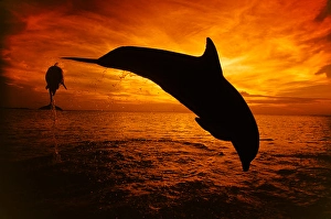 Tursiops Truncatus Species Drucke: A pair of Atlantic bottlenose dolphins