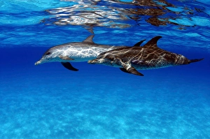 Atlantic Spotted Dolphins Drucke: A pair of Atlantic spotted dolphins