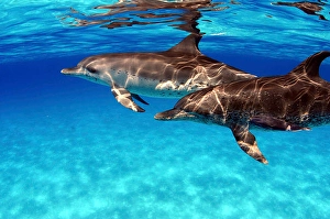 Bahamas Marine Life Drucke: A pair of Atlantic spotted dolphins