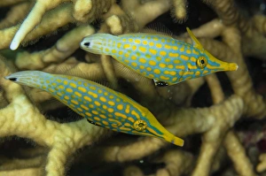 Paar Kommettfische aus Australien