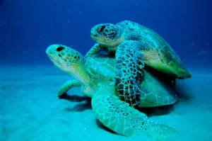 Atlantic Ocean Sea Life Drucke: A pair of green turtles mating