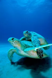 Animal Behavior In Wild Drucke: A pair of green turtles mating
