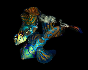 Colorful Sea Life Images Drucke: A pair of mandarinfish (Synchiropus splendidus)