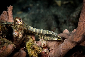 Syngnathidae Family Fish Drucke: A pair of network pipefish swimming the reef