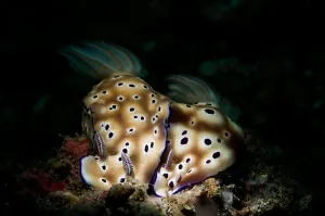 A pair of Risbecia tryoni nudibranches