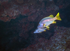 Perciformes Family Fish Drucke: A pair of Schoolmaster fish