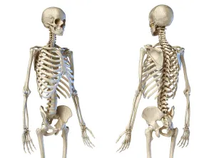 Human Skeleton Anatomy Drucke: Front and back perspective views of upper body human skeleton