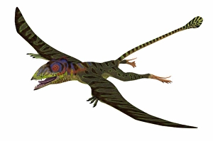 Carnivorous Dinosaurs Drucke: Peteinosaurus, side view on white background