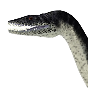 Dinosaur Artwork Drucke: Plesiosaurus reptile head