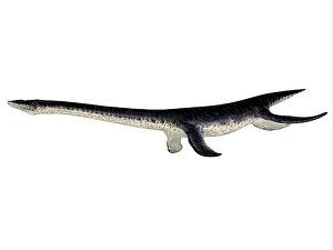 Prehistoric Reptile Drucke: Plesiosaurus reptile, side profile