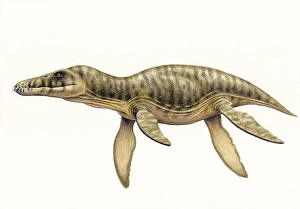 Prehistoric Marine Life Drucke: Pliosaurus funkei on white background