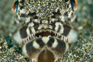 Tropical Sea Life Drucke: Portrait of a lizardfish
