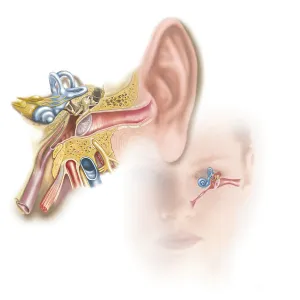 Inner Ear Anatomy Drucke: Position of inner ear in relationship to head and face
