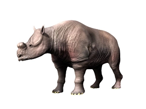 Prehistoric Mammal Drucke: Protitanops curryi, Brontothere