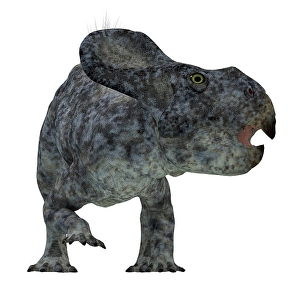 Ceratopsid Dinosaurs Drucke: Protoceratops dinosaur