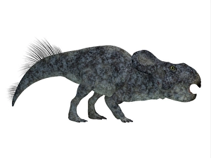 Mesozoic Era Dinosaurs Drucke: Protoceratops dinosaur on white background