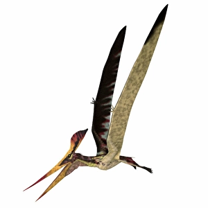 Carnivorous Dinosaur Species Drucke: Pteranodon longiceps flying
