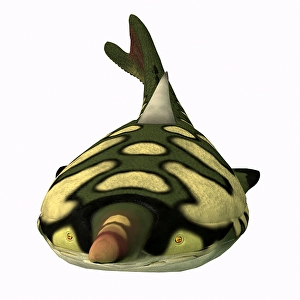 Paleontology Artwork Drucke: Pteraspis fish, front view