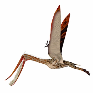 Prehistoric Creatures Drucke: Pterodaustro flying with wings up
