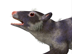 Extinct Species Illustration Drucke: Purgatorius primate head