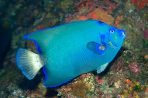 Perciformes Species Drucke: Queen angelfish