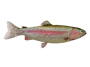 Colorful Fish Illustrations Drucke: Rainbow trout, side view on white background