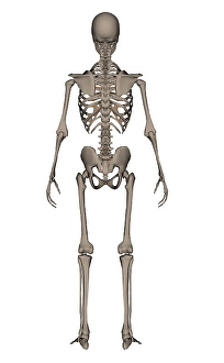 Human Skeleton Anatomy Drucke: Rear view of human skeleton