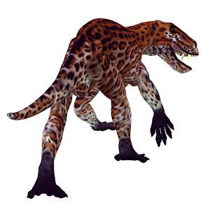 Rückansicht von Lycaenops auf weißem Hintergrund.