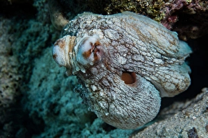 Octopus Cyanea Drucke: A reef octopus, Octopus cyanea