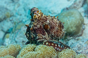 Octopus Cyanea Drucke: A reef octopus, Octopus cyanea