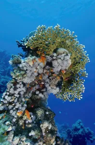 Coral Reef Ecosystems Drucke: Reefscape in the Red Sea