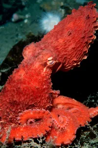 Pacific Ocean Sea Life Drucke: Ruby octopus, Alaska, Pacific Ocean