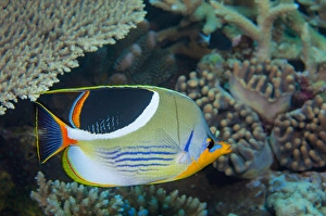 Butterflyfish Species Drucke: A Saddleback butterflyfish, Chaetodon ephippium