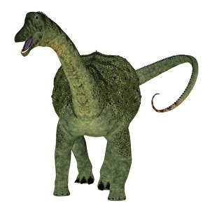 Prehistoric Herbivores Drucke: Saltasaurus dinosaur, front view