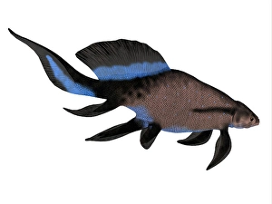 Prehistoric Fish Drucke: Scaumenacia curta, side view