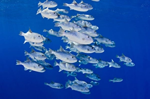 Hawaii Marine Life Drucke: School of spotted oceanic triggerfish (Canthidermis maculata)