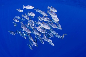 Schule der gefleckten ozeanischen Drückerfisch (Canthidermis maculata)