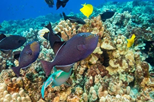 Schulung Schwarzer Drückerfisch, Melichthys niger.