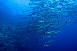 Tropical Ocean Life Drucke: Schooling chevron barracuda