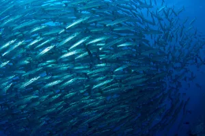Colorful Ocean Creatures Drucke: Schooling chevron barracuda