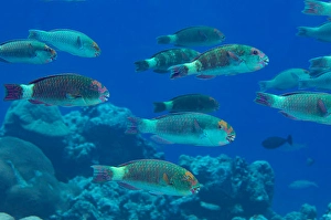 Tropical Fish Underwater Drucke: Schooling reefcrest parrotfish