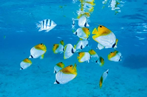 Verwandte Bilder Drucke: Schulung von Fadenflossen-Butterfischen
