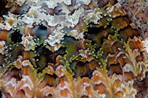 Colorful Marine Life Drucke: Detail of a scorpionfish's pectoral fin pattern