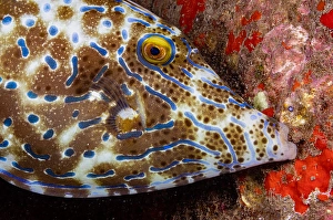 Reef Dwelling Fish Drucke: A scrawled filefish, Aluterus scriptus