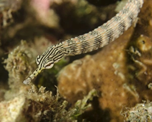 Close Up Fish Images Drucke: A scribbled pipefish in Indonesia