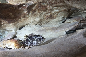 Underwater Sea Life Drucke: Shadow bass perched on a rock ledge below the Vortex Spring cave
