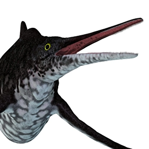 Ichthyology Illustrations Drucke: Shonisaurus ichthyosaur head